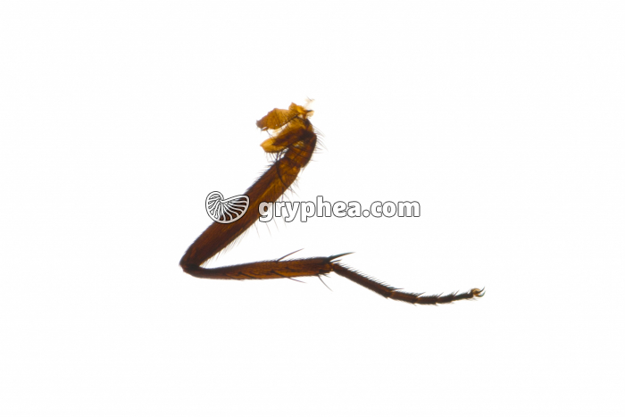 Patte de Mouche x3 - gryphea.com